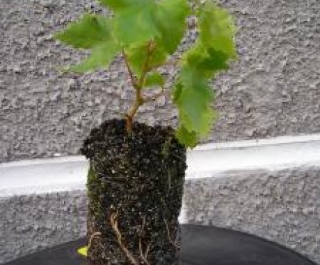 How to propagate grapes by cuttings