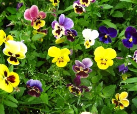 Uzgoj viole iz sjemena