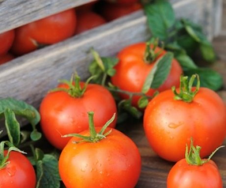 Jak správně vybírat, sklízet a skladovat rajčata