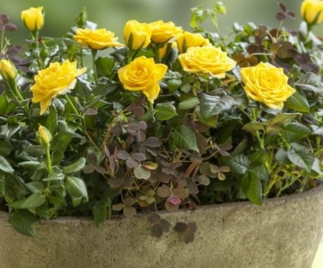 Rose care recommendations - watering and feeding