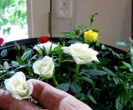 How and when to prune a rose?