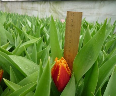 Forcing tulips Fabio