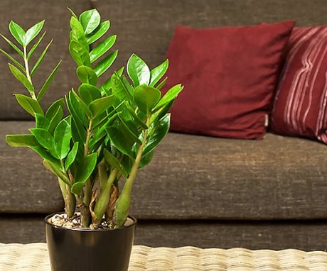 How to get rid of pests from a plant?