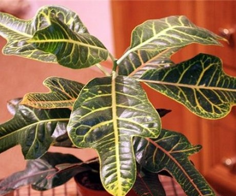 When and how to transplant Croton?