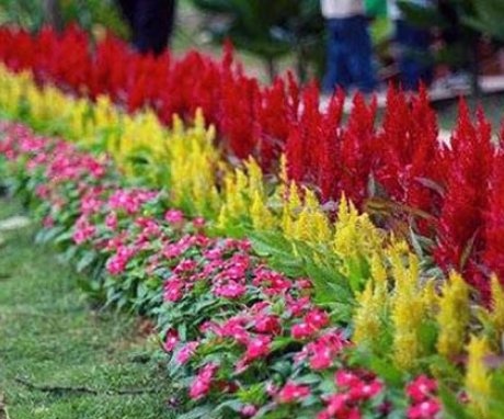 Curb flower beds