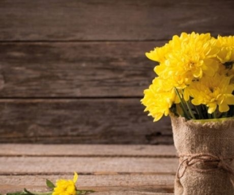 Crizantemele pot fi uscate pentru iarnă?