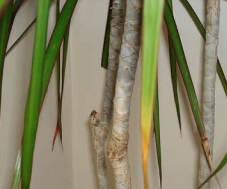 Dracaena leaves the tips of the leaves turn yellow