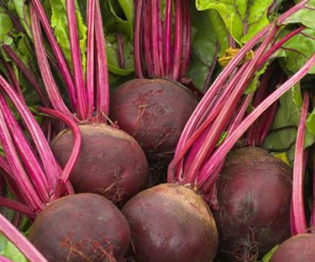 The best varieties of beets and their features
