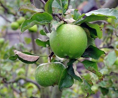 قواعد النمو والعناية بالأصناف الخضراء من أشجار التفاح