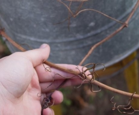  what you need to know about pruning grapes