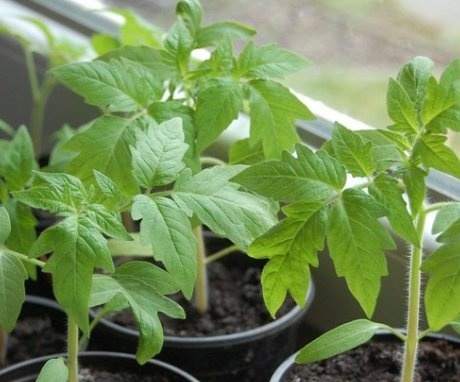 Tips for growing vegetable seedlings
