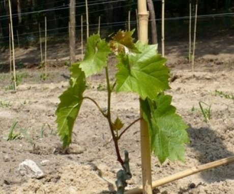 Caring for grapes after planting