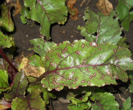 Disease prevention and beet pest control