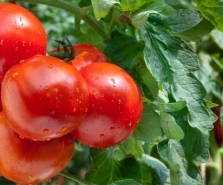 Best precursors for tomato