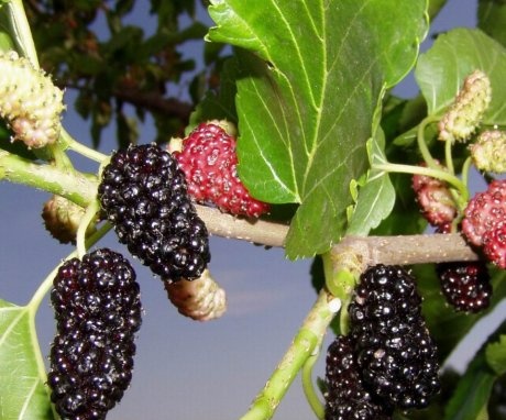 Mulberry varieties for the Moscow region