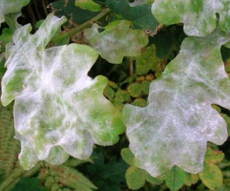 Diseases and pests of oak, the fight against them