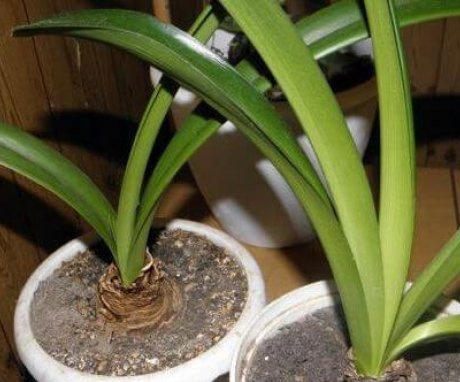 The resting period in the hippeastrum