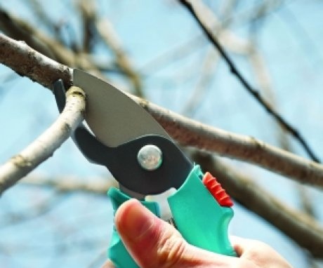 Why you need to prune and guide branches