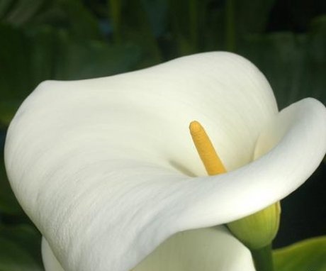 Requirements for room calla lilies