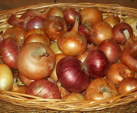 Preparing onions for storage