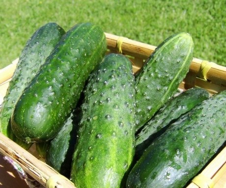 General information about cucumbers
