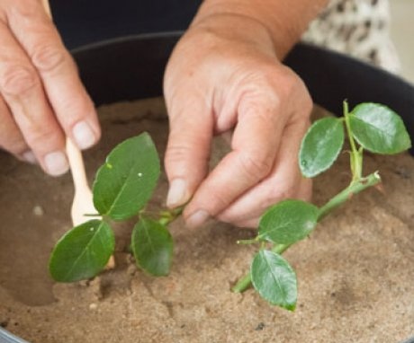 Rooting the cuttings is an important stage in the development of a plant.