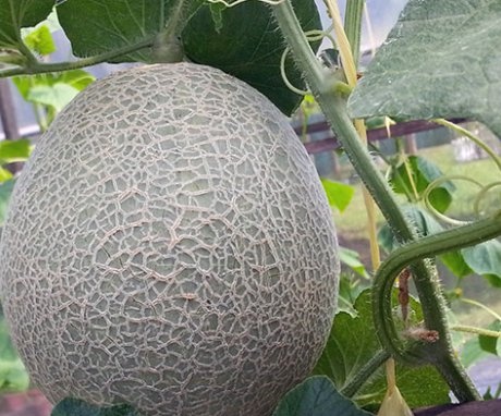 شروط زراعة البطيخ في الدفيئة