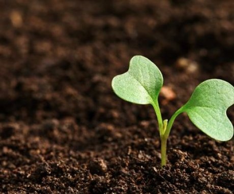 Soil preparation for seedlings and seed treatment
