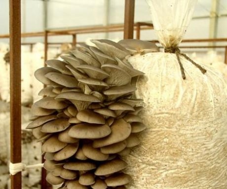 Mushroom care