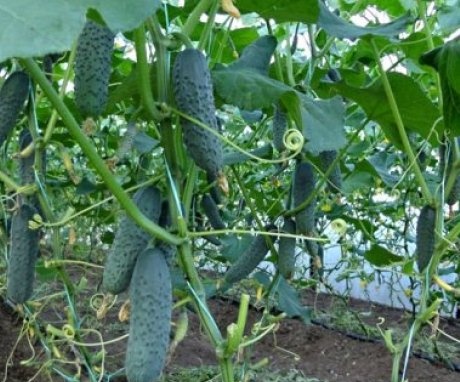 The nuances of cultivating greenhouse cucumbers in winter