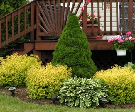 The use of conifers in landscape design