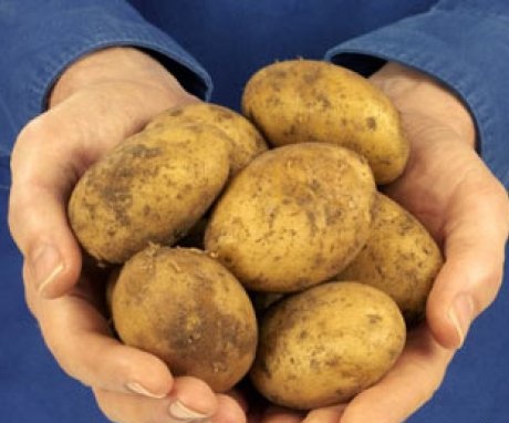 Jak si vybrat odrůdu brambor