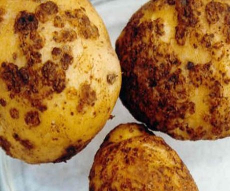 Nematodul cartofului