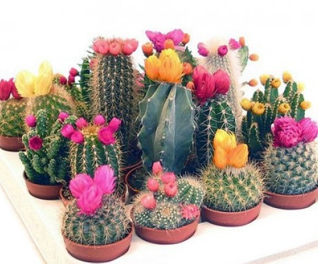 Classification of cacti