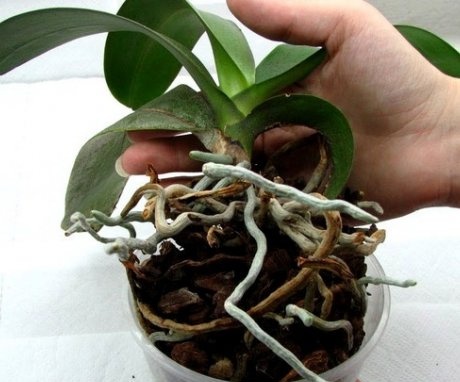 Transplantarea unei orhidee