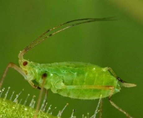 Pests, their signs and control of them