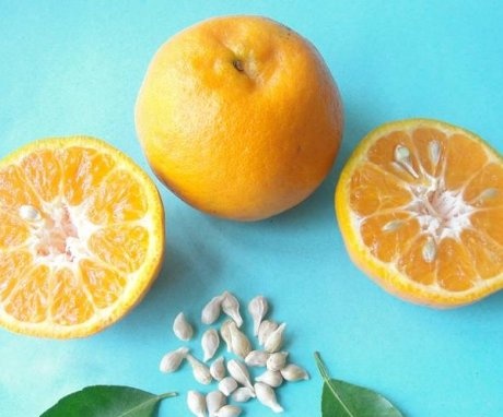 How to grow a tangerine from a seed?