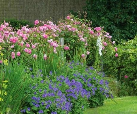 The use of geranium in garden design