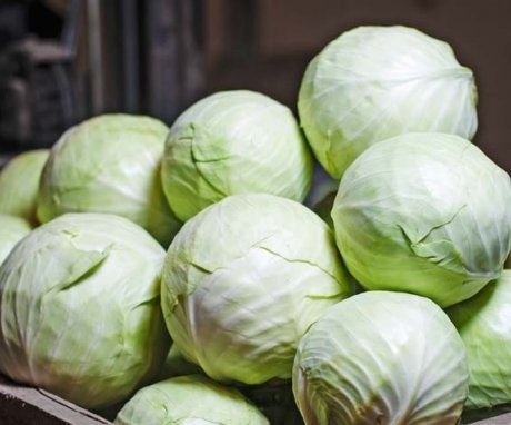 Harvesting and storage methods for cabbage