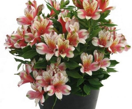 Growing alstroemeria from seeds in a pot