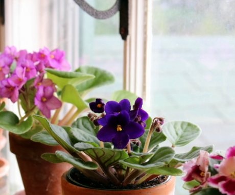 The best varieties of violets, their features