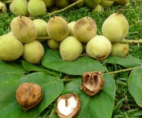 Nemoci a škůdci manchurianského ořechu