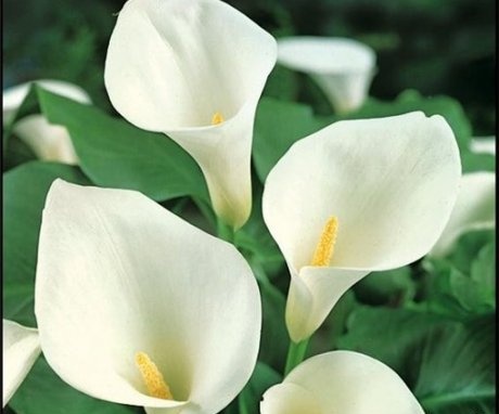 Calla lily care after flowering