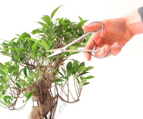 Korona kialakulása és bonsai stílusai