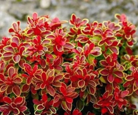 Diseases and pests of barberry