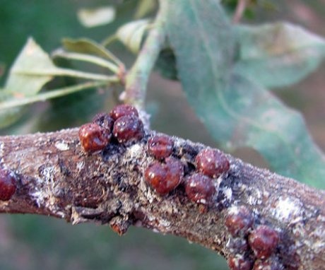 About diseases and pests of almonds, the fight against them