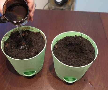 Choosing a soil and pot for a house tree
