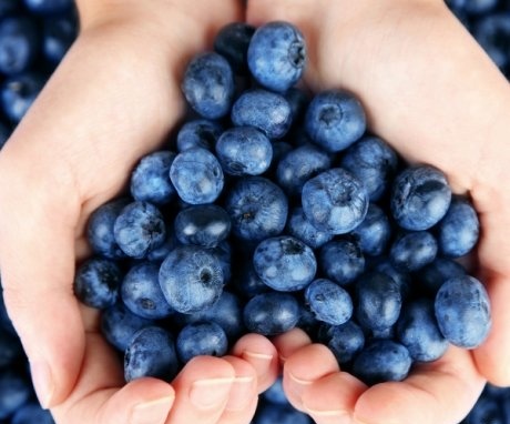 Composition and useful properties of blueberries