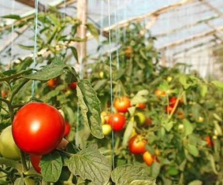 The best varieties for greenhouses