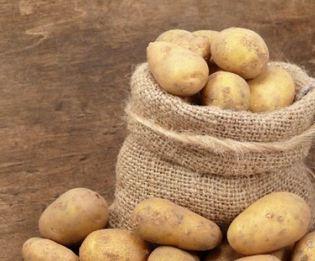 The most productive potato varieties